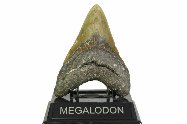 Fossil Megalodon Tooth - North Carolina #356701